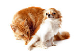 maine coon cat and chihuahua