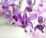 Purple Orhid Flowers
