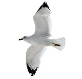 Flying  Seagull