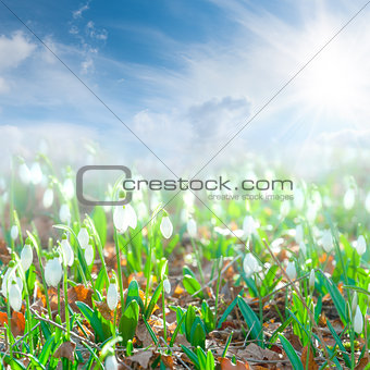 Landscape with snowdrop flowers