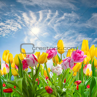 Landscape with tulip flowers