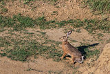 european brown hare 