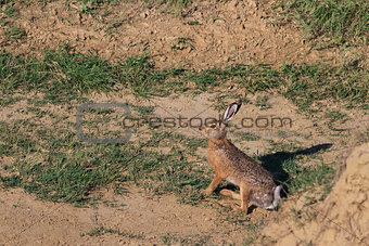 european brown hare 