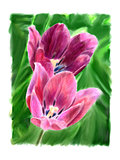 Two flowering tulip
