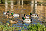 Ducks on Gacka river spring, Croatia
