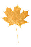 golden maple tree leaf