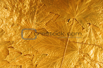 golden maple tree leaves
