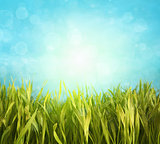 Fresh spring grass with blue sky 