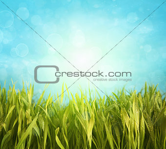 Fresh spring grass with blue sky 