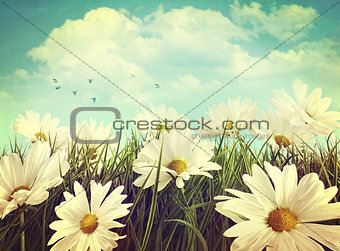 Vintage look of summer daisies in grass