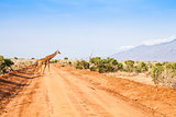 Free Giraffe in Kenya