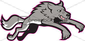 Gray Wolf Wild Dog Jumping Attacking