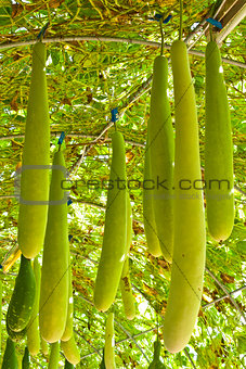 Wax gourd or Chalkumra or winter melon