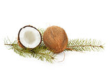 Coconut with pine twig on white 