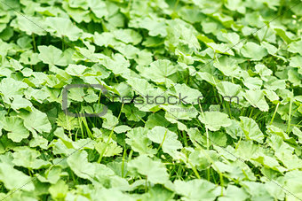 green leaves texture for background use