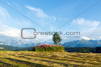 Summer mountain evening country view with mown field