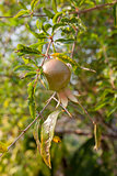 Young Pomegranate fruits on the tree with green leaves