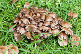 Cluster of Fungi