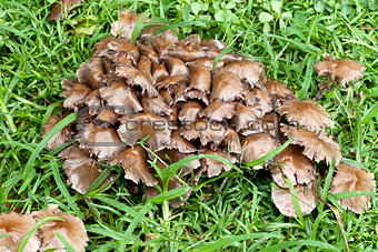 Cluster of Fungi