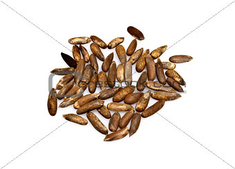 Jalghoza or Pine Nuts