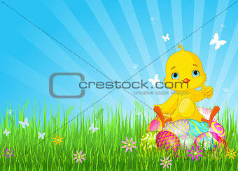 Easter Chick sitting on eggs 