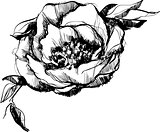 sketch  of bud  of flower of peony