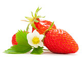 Strawberries With a White Flower and Green Leaves