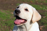 happy yellow labrador puppy
