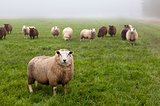 Dutch sheep on pasture