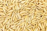 Paddy rice