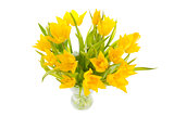 yellow Tulips