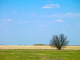 landscape tree in a field