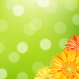 Green Nature Background With Yellow Gerbers