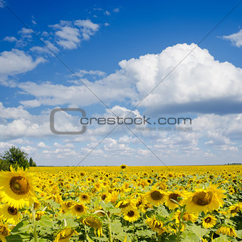 sunflower field under cloudy sky