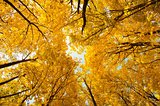 top of yellow trees in autumn