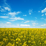 flower of oil rapeseed in field with blue sky and clouds