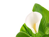 calla lilies with green leaves