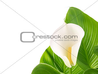 calla lilies with green leaves