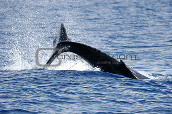 Splash of Humpback whale