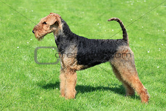 Airedale Terrier on the green grass 