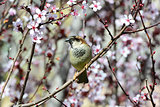 Sparrow in flowers 