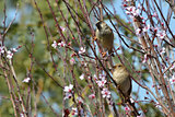 Pair of sparrows