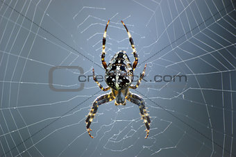 Spider in web