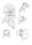 pen drawing roses collection
