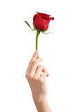 Beautiful woman hand holding a red rosebud