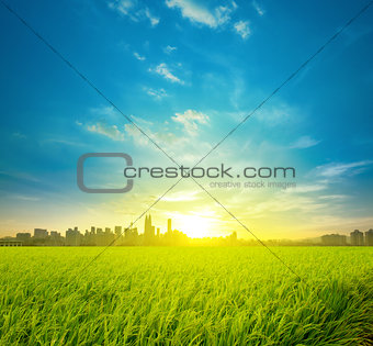 Rice field plantation and city