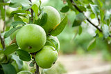 Green apples on a branch