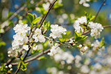 Beautiful spring blossoming apple tree 