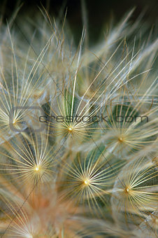 dandelion plant abstraction