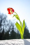 Tulip flower in the spring